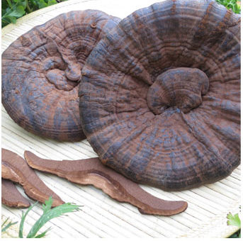 Eat more ganoderma in the spring to nourish the liver